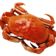 imgi_3_crab1